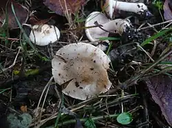 Włośnianka gorzkawa