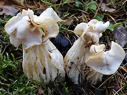 Piestrzyca kędzierzawa