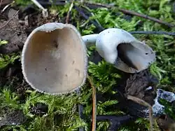 Helvella cupuliformis