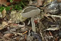 Piestrzyca popielata