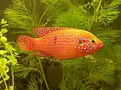 Rubricatochromis lifalili