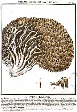 Hydnum ramosum(J.P. Bulliard, 1789)