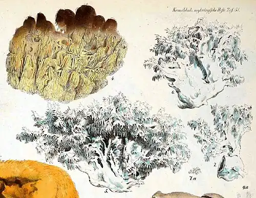 Hydnum coralloides(J.V. von Krombholz, ok. 1840)