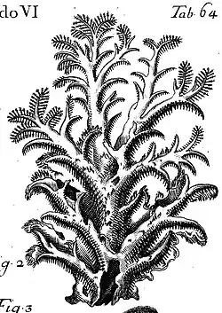 Agaricum esculentum, cespitosum, multifidum... (P.A. Micheli, 1729)