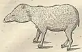 Tapir na rycinie z 1648