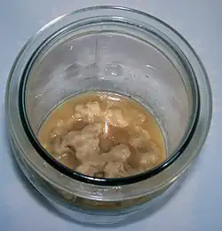 Hodowla Panagrellus redivivus  czyli nicieni „mikro” do skarmiania narybku