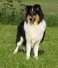 Trzykolorowy collie