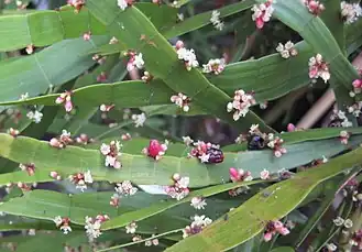 Kwiaty i owoce na taśmowatych pędach