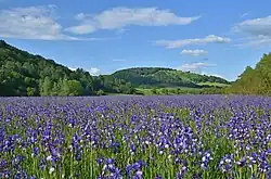 Rezerwat przyrody Hostovické Lúky