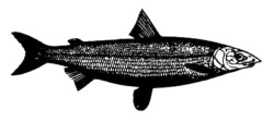 Coregonus oxyrinchus