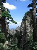 Sosny w Huang Shan