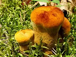 Kolczakówka żółtobrązowa