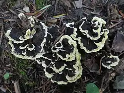 Kolczakówka zielonożółta