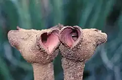 Kwiaty Hydnora triceps