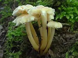 Wilgotnica cytrynowa