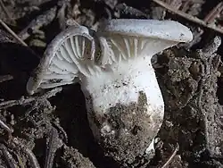 Wodnicha grubopierścieniowa