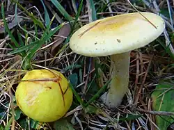 Wodnicha modrzewiowa