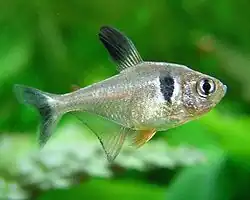 Hyphessobrycon megalopterus