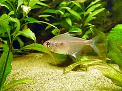 Hyphessobrycon erythrostigma
