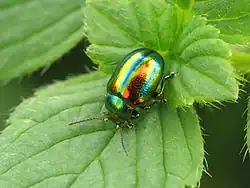 Chrysolina fastuosa