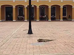 Iguana na placu miejskim w Barranquilla