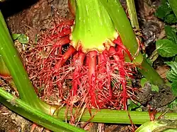 Liczne i krótkie korzenie przybyszowe