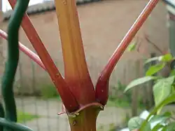 Naga i mięsista łodyga