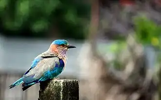 C. b. indicus; Sri Lanka (bez dokładniejszej lokalizacji)