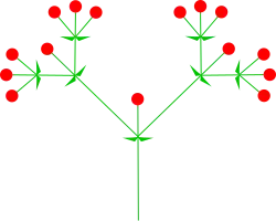wierzchotka dwuramienna