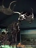 Skamieniały szkielet Megaloceros giganteus w Muzeum Historii Naturalnej w Waszyngtonie.