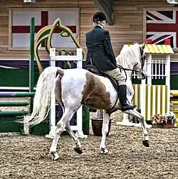 Koń arabski w ujeżdżeniu