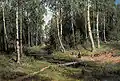 Strumień w brzozowym lesie(Ручей в берёзовом лесу, 1883)