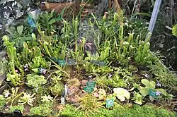 Rośliny mięsożerne