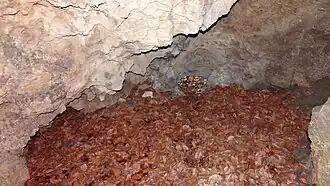 Korytarzyk za dolnym otworem