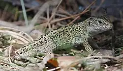 Jaszczurka zwinka z odrzuconym ogonem