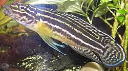 Julidochromis regani