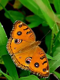 Junonia almana, Forma w sezonie mokrym (strona górna)