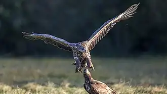 Młody bielik podczas lądowania