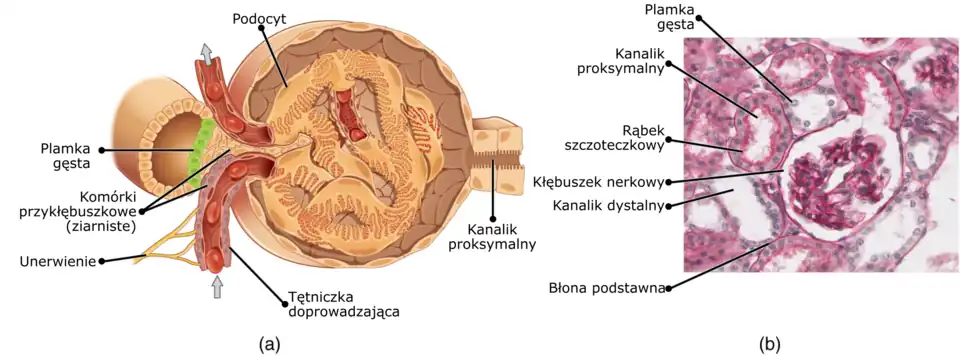 Schemat budowy kłębuszka nerkowego z aparatem przykłębuszkowym (a). Zdjęcie z mikroskopu elektronowego kłębuszka i struktur otaczających LM × 1540. (b)