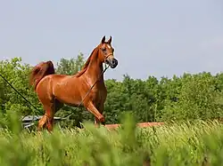 Kasztanowy koń arabski