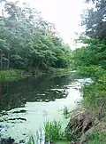 Leśny odcinek kanału