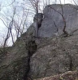 Otwór schroniska widoczny za sosną