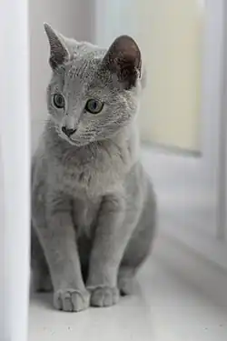 Zdjęcie przedstawia kotkę rosyjską niebieską w wieku 4 miesięcy