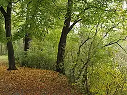 Zarośla nad Drwinką