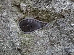 Tkwiący w wapieniu krzemień