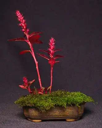 Szarłat wyniosły hodowany jako roślina-akcent