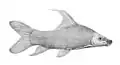 Labeo barbatus