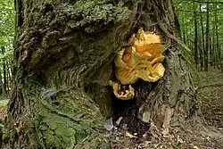 Żółciak siarkowy na starej robinii