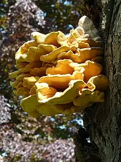 Stary pień drzewa, z którego wyrastają dachówkowato, gęsto ułożone grzyby o mięsistych, płaskich i żółtych owocnikach