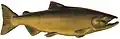 Oncorhynchus tshawytscha